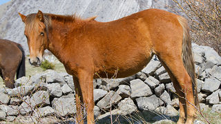 Divlji konji na Velebitu, foto: Leo Banić