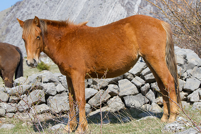 Divlji konji na Velebitu, foto: Leo Banić