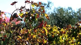 Boje jeseni u vinogradu Boje jeseni u vinogradu
