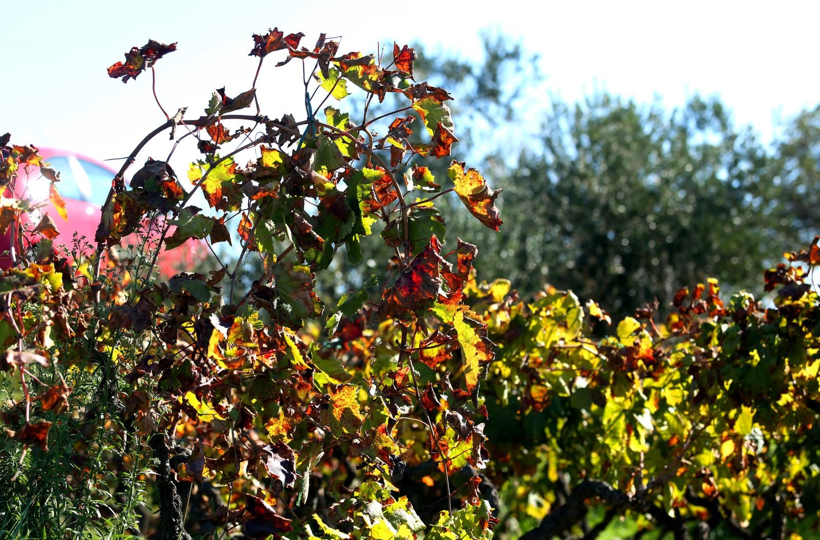 Boje jeseni u vinogradu Boje jeseni u vinogradu