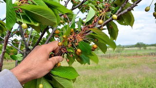 Mraz u Galovcu nanio ogromnu štetu poljoprivrednim kulturama a pogotovo voćkama i vinogradima. Foto: Silvio Marcus Milanko