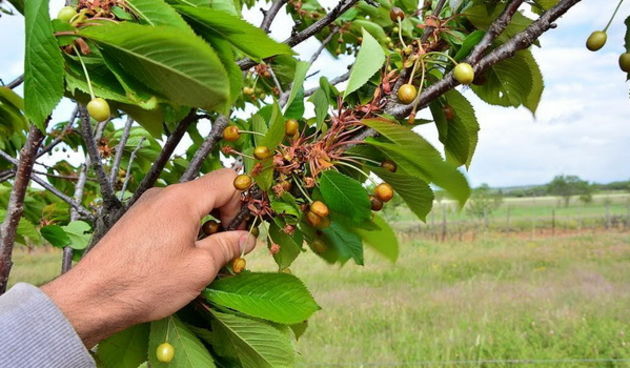 Mraz u Galovcu nanio ogromnu štetu poljoprivrednim kulturama a pogotovo voćkama i vinogradima. Foto: Silvio Marcus Milanko