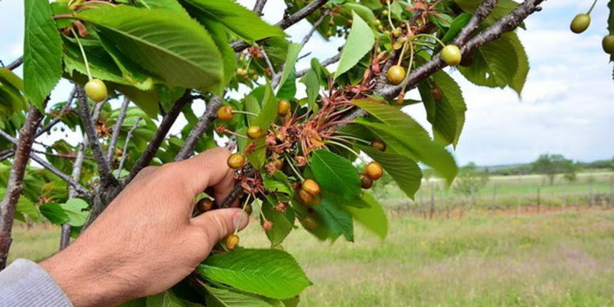 Mraz u Galovcu nanio ogromnu štetu poljoprivrednim kulturama a pogotovo voćkama i vinogradima. Foto: Silvio Marcus Milanko