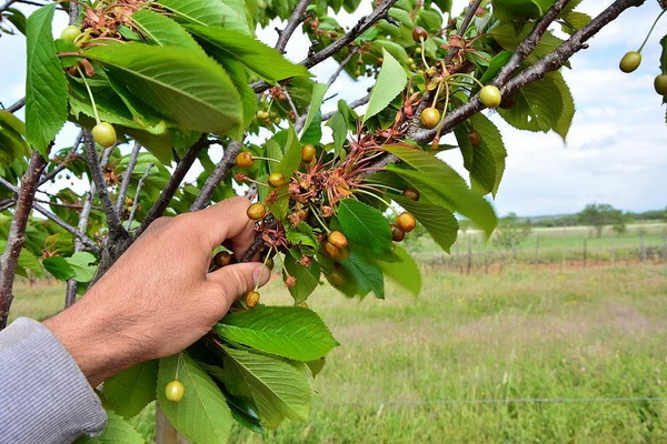 Mraz u Galovcu nanio ogromnu štetu poljoprivrednim kulturama a pogotovo voćkama i vinogradima. Foto: Silvio Marcus Milanko