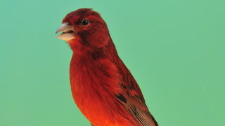 Pobjednici 33. Ornitoloskog prvenstva Hrvatske, Foto: Ivan Dilber Pobjednici 33. Ornitoloskog prvenstva Hrvatske, Foto: Ivan Dilber