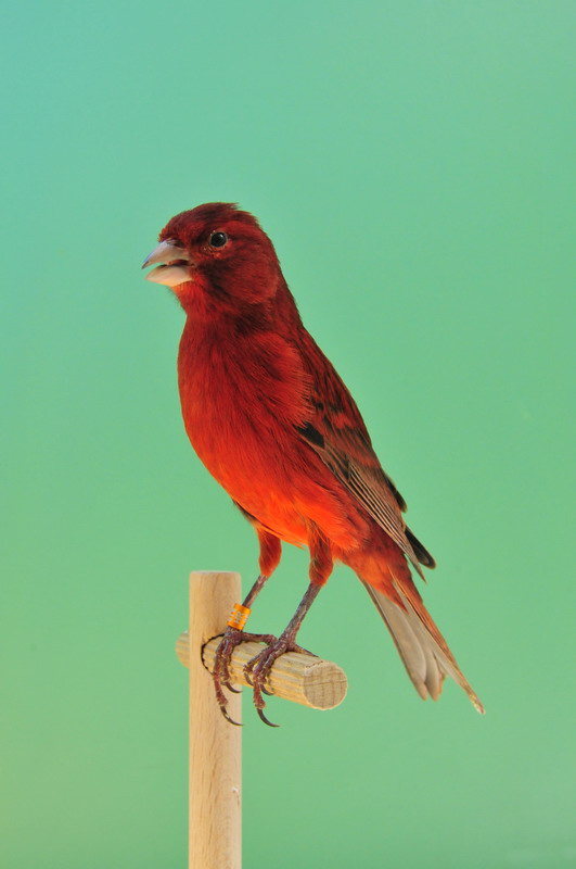 Pobjednici 33. Ornitoloskog prvenstva Hrvatske, Foto: Ivan Dilber Pobjednici 33. Ornitoloskog prvenstva Hrvatske, Foto: Ivan Dilber