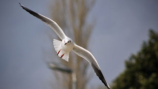 Zadarski let galebova (foto:Saša Čuka)