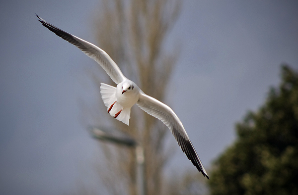 Zadarski let galebova (foto:Saša Čuka)