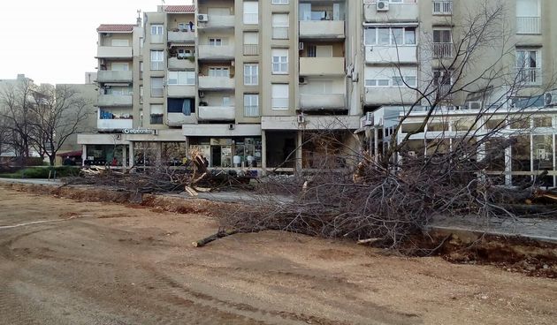 Bulevar, srušeno stablo