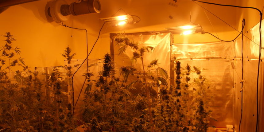 marihuana, pu zd marihuana, pu zd