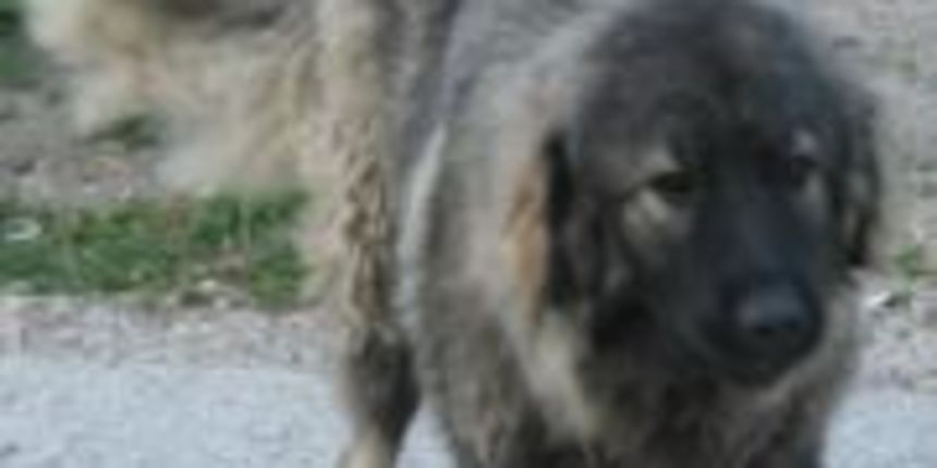 šarplaninac šarplaninac