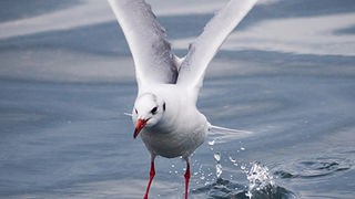 Zadarski galebovi (foto:Saša Čuka)