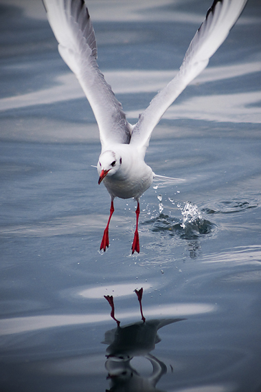 Zadarski galebovi (foto:Saša Čuka)