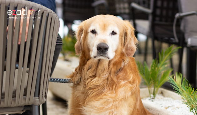 Đir po gradu, srijeda 16. svibnja 2018.