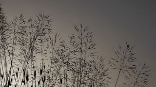 Zaton; solana Nin, foto-L. Kvarantan