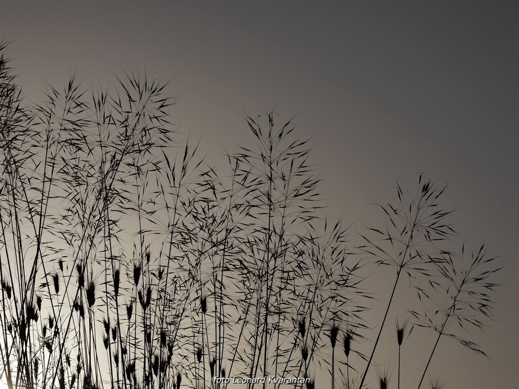 Zaton; solana Nin, foto-L. Kvarantan