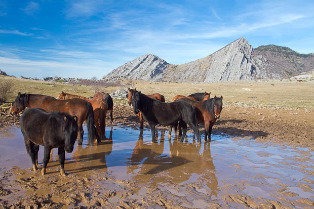 Divlji konji, foto: Leo Banić