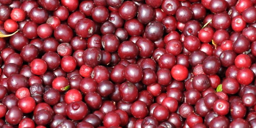 Jarmina, 300611.
Na plantazi Borinci u jeku je berba visanja na 80 hektara, polovica je u punoj rodnosti. Berba se vrsi postepeno kako visnja dozrijeva. Ukupno bi trebalo biti pobrano oko 450 tona crvenih kiselkastih plodova sto je vise nego prosle godine Jarmina, 300611.
Na plantazi Borinci u jeku je berba visanja na 80 hektara, polovica je u punoj rodnosti. Berba se vrsi postepeno kako visnja dozrijeva. Ukupno bi trebalo biti pobrano oko 450 tona crvenih kiselkastih plodova sto je vise nego prosle godine