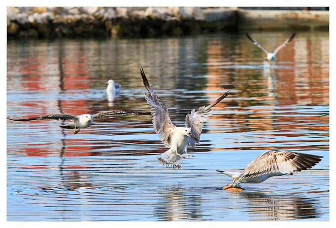 Moj galebe by Leo Banić