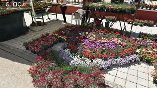 Svečano otvoren 18. Festival cvijeća Zadarske županije u Sv. Filip i Jakovu