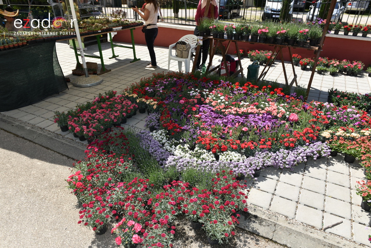 Svečano otvoren 18. Festival cvijeća Zadarske županije u Sv. Filip i Jakovu