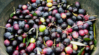 Image 1191193 (auto)