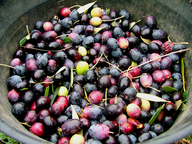 Image 1191193 (auto)