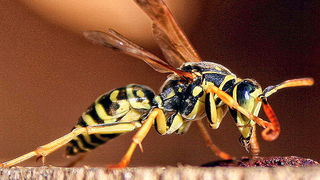 Bibinjski sinac, Foto: Leo Banic Bibinjski sinac, Foto: Leo Banic