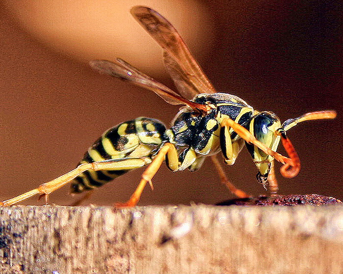 Bibinjski sinac, Foto: Leo Banic Bibinjski sinac, Foto: Leo Banic