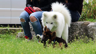 Subotnji šušur u gradu 27. travnja 2013. Foto: Mia Čop Subotnji šušur u gradu 27. travnja 2013. Foto: Mia Čop