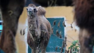 U Zoološki vrt Grada Zagreba stigla je mlada dvogrba deva Zsofia