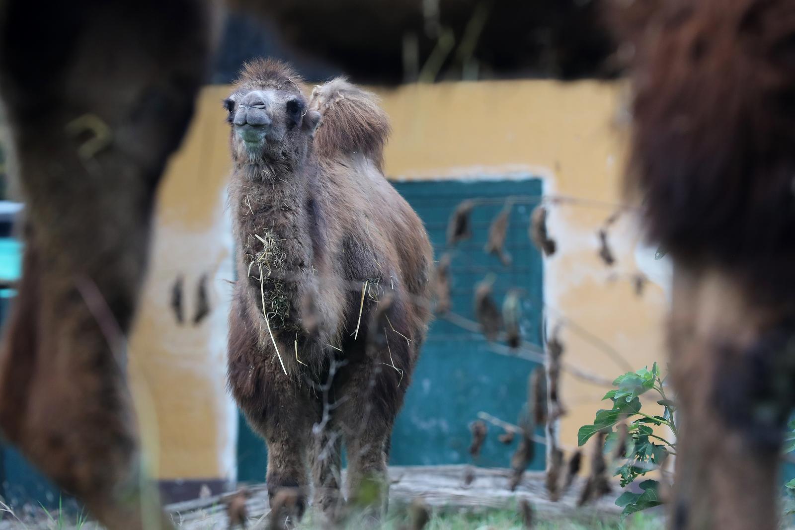 U Zoološki vrt Grada Zagreba stigla je mlada dvogrba deva Zsofia