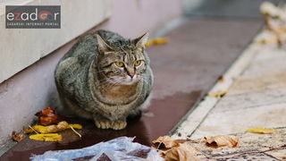 Đir po gradu, ponedjeljak 13. studenog 2017. Maca, mačka
