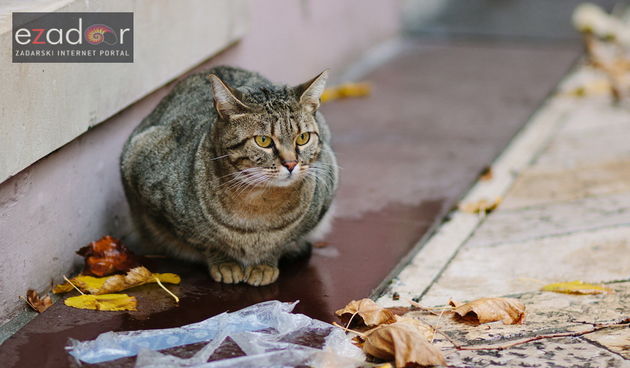 Đir po gradu, ponedjeljak 13. studenog 2017. Maca, mačka