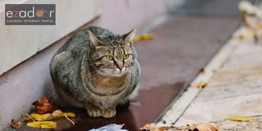 Đir po gradu, ponedjeljak 13. studenog 2017. Maca, mačka