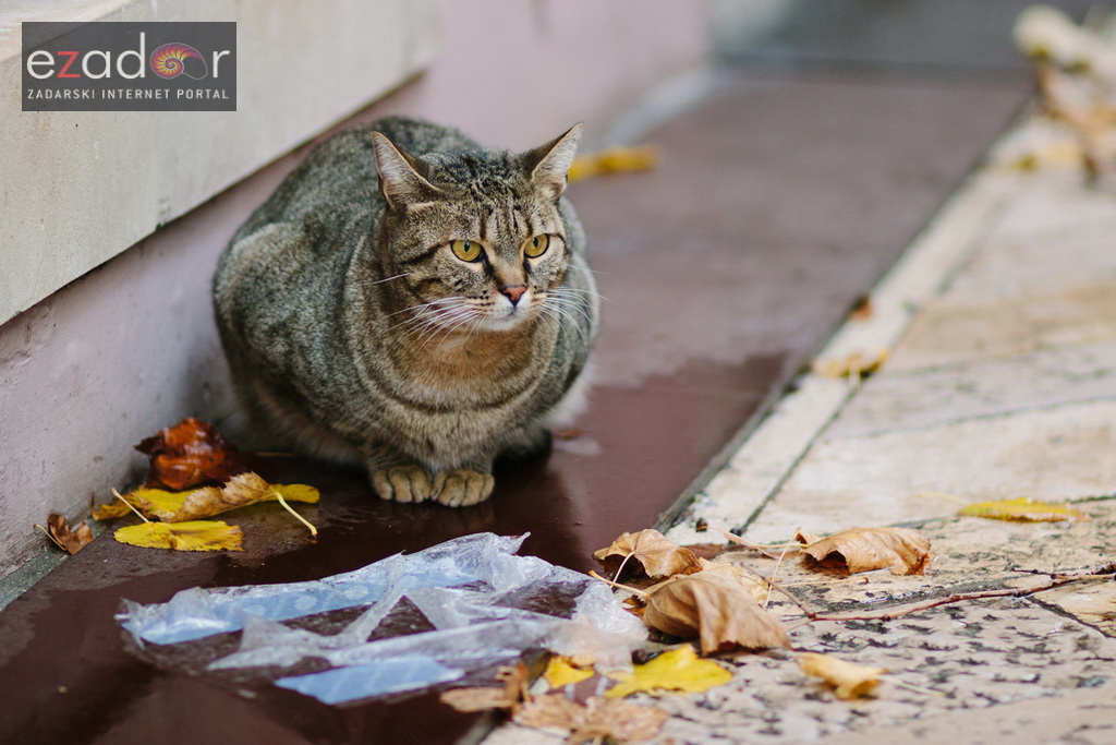 Đir po gradu, ponedjeljak 13. studenog 2017. Maca, mačka