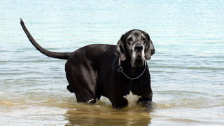 Zadar: Medjunarodna izlozba pasa CACIB 1. svibnja 2010.