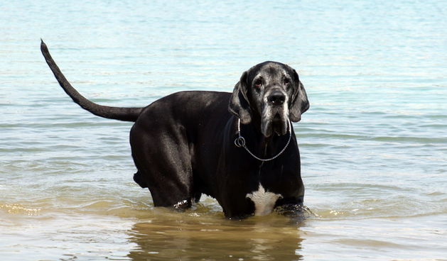Zadar: Medjunarodna izlozba pasa CACIB 1. svibnja 2010.