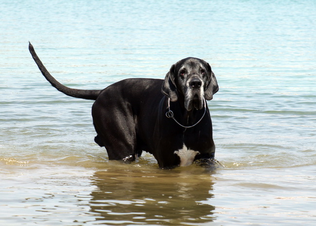 Zadar: Medjunarodna izlozba pasa CACIB 1. svibnja 2010.