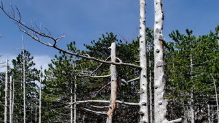 Veliko Rujno – Buljma – Struge