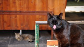 Mačja špica na zadarskoj pijaci