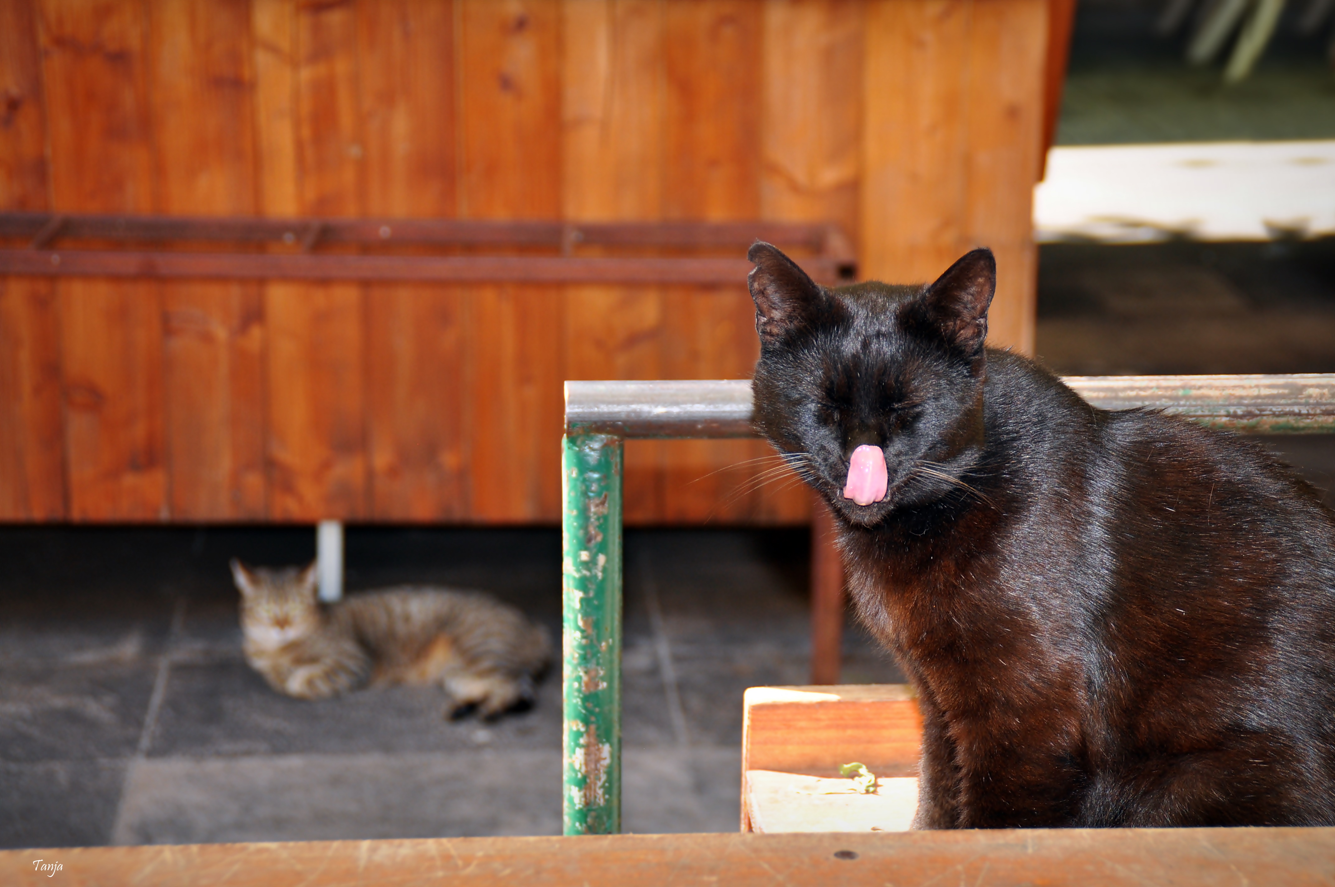 Mačja špica na zadarskoj pijaci