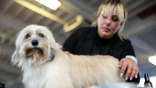 Izložba pasa na Zagrebačkom velesajmu Izložba pasa na Zagrebačkom velesajmu