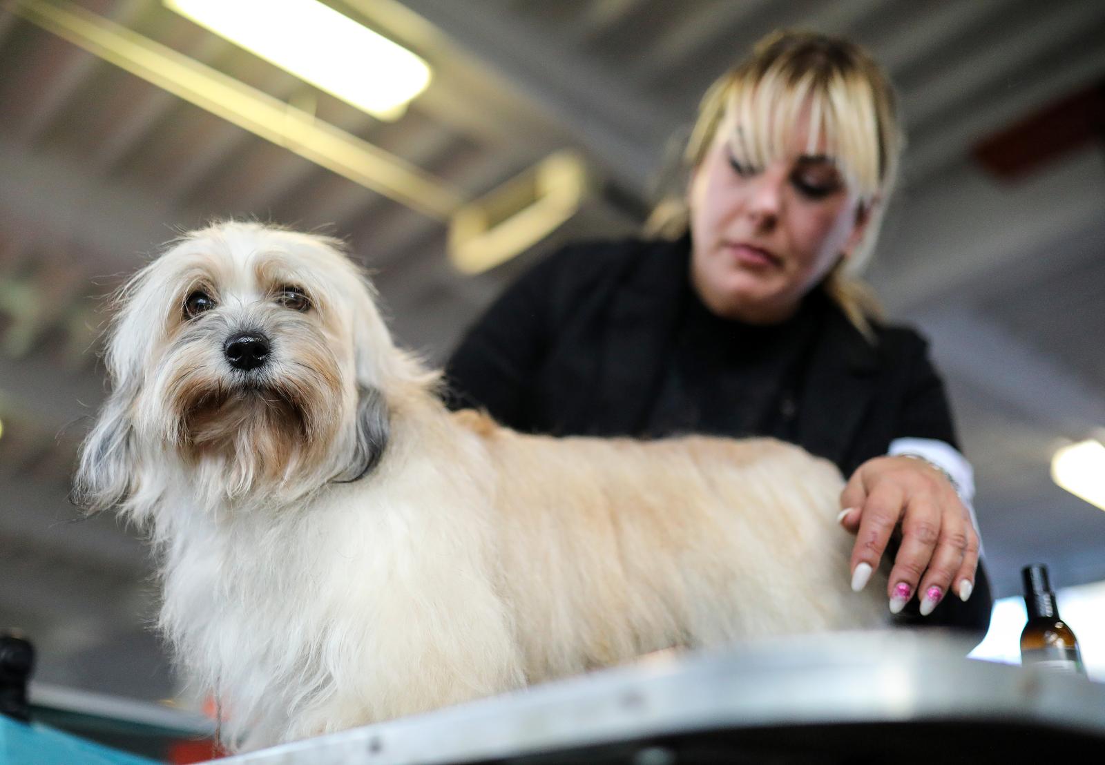 Izložba pasa na Zagrebačkom velesajmu Izložba pasa na Zagrebačkom velesajmu