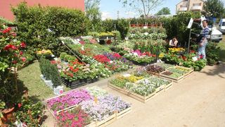 U Sv. Filip i Jakovu danas je otvoren 14. Festival cvijeća Zadarske županije, Foto: Dino Stanin/PIXSELL