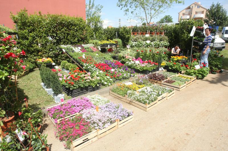 U Sv. Filip i Jakovu danas je otvoren 14. Festival cvijeća Zadarske županije, Foto: Dino Stanin/PIXSELL