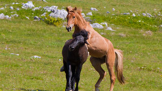 Divlji konji Velebita, foto: Leo Banic