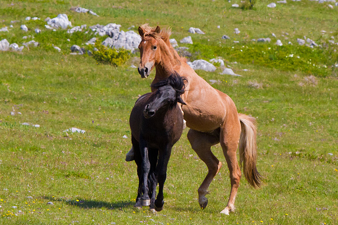 Divlji konji Velebita, foto: Leo Banic