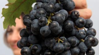 Primošten. Počela berba grožđa od kojeg se pravi svjetski poznato vino Babić. Photo: Duško Jaramaz/PIXSELL Primošten. Počela berba grožđa od kojeg se pravi svjetski poznato vino Babić. Photo: Duško Jaramaz/PIXSELL