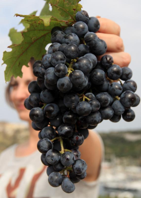 Primošten. Počela berba grožđa od kojeg se pravi svjetski poznato vino Babić. Photo: Duško Jaramaz/PIXSELL Primošten. Počela berba grožđa od kojeg se pravi svjetski poznato vino Babić. Photo: Duško Jaramaz/PIXSELL